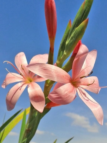Spaltgriffel rosa